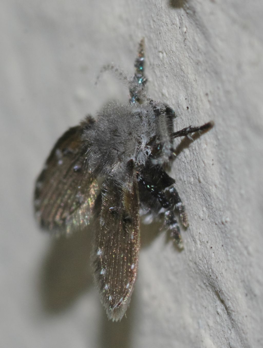 Psychodidae